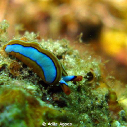 tiny thuridilla lineolata found during an ordinary aftern... by Adita Agoes 